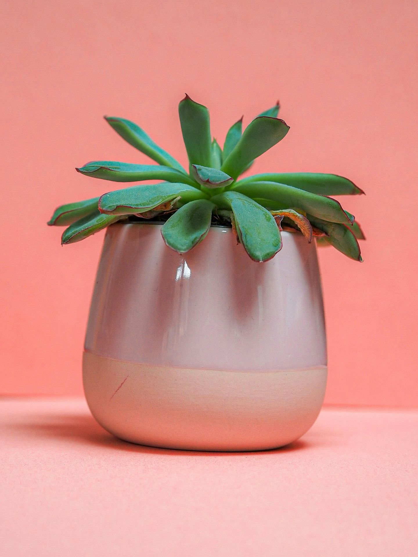 green plant in white ceramic vase